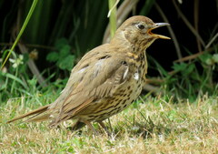 Turdus philomelos clarkei