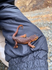 Taricha sierrae