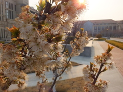 Prunus pseudocerasus