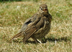 Turdus philomelos clarkei