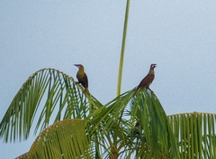 Psarocolius bifasciatus