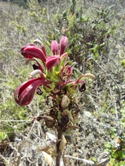Lobelia polyphylla
