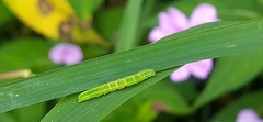 Trichoplusia ni