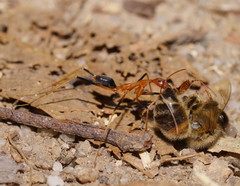 Leptomyrmex rufipes