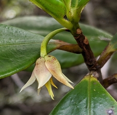 Ternstroemia