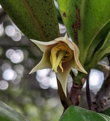 Ternstroemia