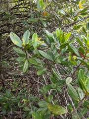 Ternstroemia