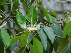 Cynophalla polyantha