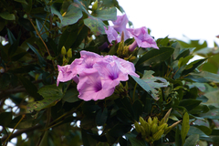 Ipomoea tiliacea