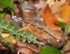 Episynlestes albicaudus