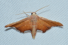 Hypolamprus angulalis
