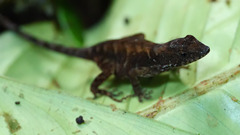 Anolis humilis
