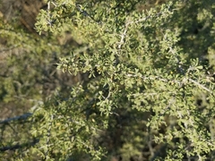Condalia globosa pubescens