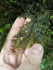 Hymenophyllales