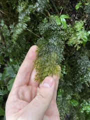 Hymenophyllales