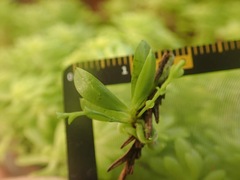 Taeniophyllum compacta