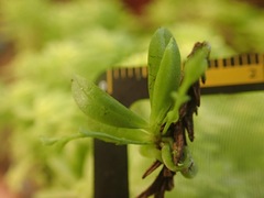 Taeniophyllum compacta