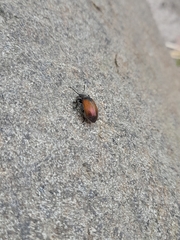 Ecnolagria rufescens