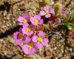 Levenhookia leptantha