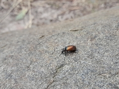 Ecnolagria rufescens