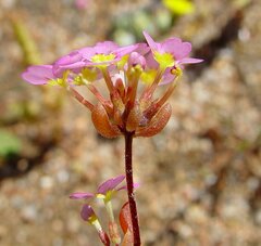 Levenhookia leptantha