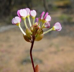 Levenhookia leptantha