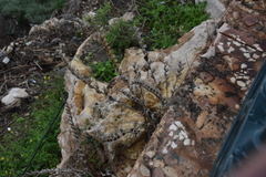 Hyoscyamus albus