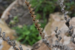 Hyoscyamus albus