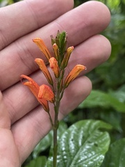 Stenostephanus