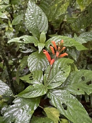 Stenostephanus