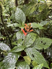 Stenostephanus