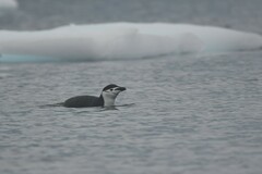 Pygoscelis antarcticus