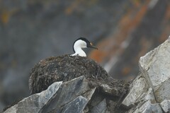 Leucocarbo bransfieldensis