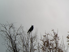 Corvus corone