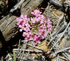 Levenhookia octomaculata