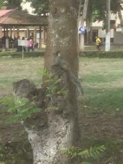 Sciurus stramineus