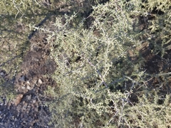 Condalia globosa pubescens