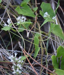 Mikania scandens image