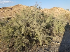 Condalia globosa pubescens