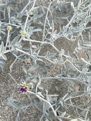 Psorothamnus emoryi emoryi