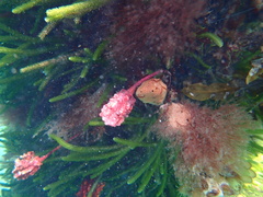 Pyuridae