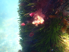 Pyuridae
