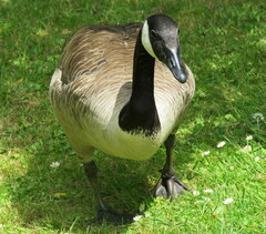 Branta canadensis maxima