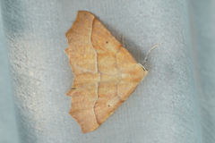 Tetracis jubararia
