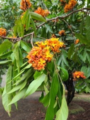 Saraca asoca