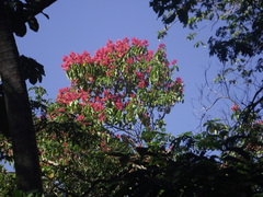 Triplaris americana