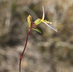 Levenhookia pauciflora
