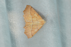 Tetracis jubararia