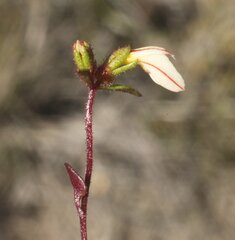 Levenhookia pauciflora