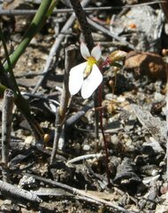 Levenhookia pauciflora